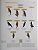 Handbook of the Birds of the World Vol.7 Jacamars to Woodpeckers - USADO - Imagem 7