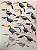 Handbook of the Birds of the World Vol.7 Jacamars to Woodpeckers - USADO - Imagem 8
