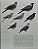 Handbook of the Birds of the World Vol.7 Jacamars to Woodpeckers - USADO - Imagem 9
