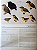 Handbook of the Birds of the World Vol.8 Broadbills to Tapaculos - USADO - Imagem 3