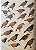 Handbook of the Birds of the World Vol.8 Broadbills to Tapaculos - USADO - Imagem 5