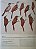 Handbook of the Birds of the World Vol.8 Broadbills to Tapaculos - USADO - Imagem 9
