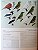 Handbook of the Birds of the World Vol.9 Cotingas to Pipits and Wagtails - USADO - Imagem 4