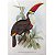Tucano-de-papo-branco - pôster coleção arte naturalista - Imagem 1