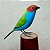 Saíra-de-cabeça-castanha - Miniatura madeira Valdeir José - Imagem 2