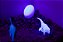 Kit Sensorial Dinossauros - Imagem 4