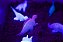 Kit Sensorial Dinossauros - Imagem 5