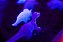 Kit Sensorial Dinossauros - Imagem 6