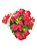 Buquê Tradicional 24 rosas - Imagem 1