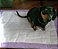 Tapete Higiênico Lavável Cachorro Floresta P - 50x70cm - Imagem 2