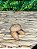 OROBO AFRICANO - Imagem 2