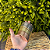 IDE GRANDE COBRE 8 CM - Imagem 1