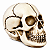 CRANIO EM RESINA DARWIN - Imagem 1