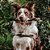Trança de Pele Bovina Mordedor 100% Natural Para Cães Natuka 1 Unidade G - Imagem 3