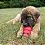 Kong Classic Brinquedo Resistente Recheável Para Cães Mordidas Moderadas Tamanho M - Imagem 9