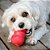 Kong Classic Brinquedo Resistente Recheável Para Cães Mordidas Moderadas Tamanho P - Imagem 10