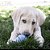 Kong Puppy Brinquedo Resistente Recheável Para Cães e Gatos Filhotes Tamanho G - Imagem 10