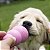 Kong Puppy Brinquedo Resistente Recheável Para Cães e Gatos Filhotes Tamanho PP - Imagem 8
