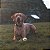 Kong SqueakAir Ball Bola Resistente Para Cães Tamanho G - Imagem 5