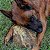 Luv Mat Pele Bovina Mordedor 100% Natural Para Caes 1 Unidade - Imagem 9