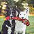 Outward Hound Tough Seamz Snake Pelucia Cobra Resistente para Caes Tamanho G - Imagem 5