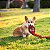 Outward Hound Tough Seamz Snake Pelucia Cobra Resistente para Caes Tamanho G - Imagem 4