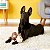 Kong Cozie Funky Monkey Pelúcia Resistente com Apito Para Cães Tamanho M - Imagem 6