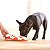 Brinquedo Interativo Para Cães Tabuleiro Dog Smart Nina Ottosson Nivel 1 Outward Hound - Imagem 7