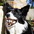 Kong Grinz by Rogz Bola de Sorriso Para Cães Dispenser Para Ração 1 Unidade Tamanho M - Imagem 7