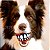 Kong Grinz by Rogz Bola de Sorriso Para Cães Dispenser Para Ração 1 Unidade Tamanho M - Imagem 5