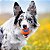 Kit Chuckit Lançador Bolinhas Sport Launcher 18M + Ultra Ball e Confetti Tam M Para Cães - Imagem 7