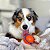 Chuckit Ultra Ball Brinquedo Resistente Bola Para Cães 1 Unidade Tamanho M - Imagem 9