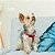 Peitoral Para Cachorro Regulável Resistente Modelo Americano Step-In Catchup Tamanho G - Imagem 5