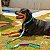 Guia Para Cães Tamanho G Piscina Woley Mosquetão Resistente - Imagem 6