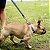 Guia Para Cães Tamanho G Beicão Woley Mosquetão Resistente - Imagem 6