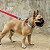 Guia Para Cães Tamanho G Catchup Woley Mosquetão Resistente - Imagem 5