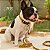 Coleira Para Cães e Gatos Tamanho G Woley Lovers Resistente - Imagem 5