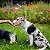 Carnilove Soft Snack Semi-Úmido Truta Com Endro Petisco Natural Para Cães 200g - Imagem 7