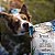 Carnilove Soft Snack Semi-Úmido Truta Com Endro Petisco Natural Para Cães 200g - Imagem 5