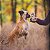 Carnilove Crunchy Snack Avestruz Com Amora Petisco Crocante Natural Para Cães 200g - Imagem 5