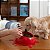Vetreska Comedouro Cereja Com Jogo Americano e Colher Cães Gatos - Imagem 9