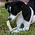 Pele Bovina Tirinhas Mordedor 100% Natural Para Cães Pet Bem 100g - Imagem 9