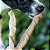 Pele Bovina Tirinhas Mordedor 100% Natural Para Cães Pet Bem 100g - Imagem 4