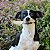Pele Bovina Tirinhas Mordedor 100% Natural Para Cães Pet Bem 100g - Imagem 6