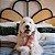 ZippyPaws Pelúcia de Garrafa Para Cães Happy Hour Crusherz Rosé Com Apito - Imagem 5