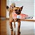 ZippyPaws Pelúcia de Garrafa Para Cães Happy Hour Crusherz Rosé Com Apito - Imagem 7