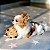 ZippyPaws Pelúcia Para Cães Bushy Throw Raposa Com Apito e Barulho de Plástico - Imagem 5