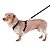 Toh Conjunto Peitoral H e Guia Para Cães Preto Mosquetão Resistente Tamanho G - Imagem 5
