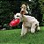 Kong Bounzer Brinquedo De Busca Durável Para Cães Tamanho M - Imagem 4