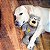 Kong Wild Knots Bear Pelúcia de Corda Resistente Para Cães Tamanho M/G - Imagem 6